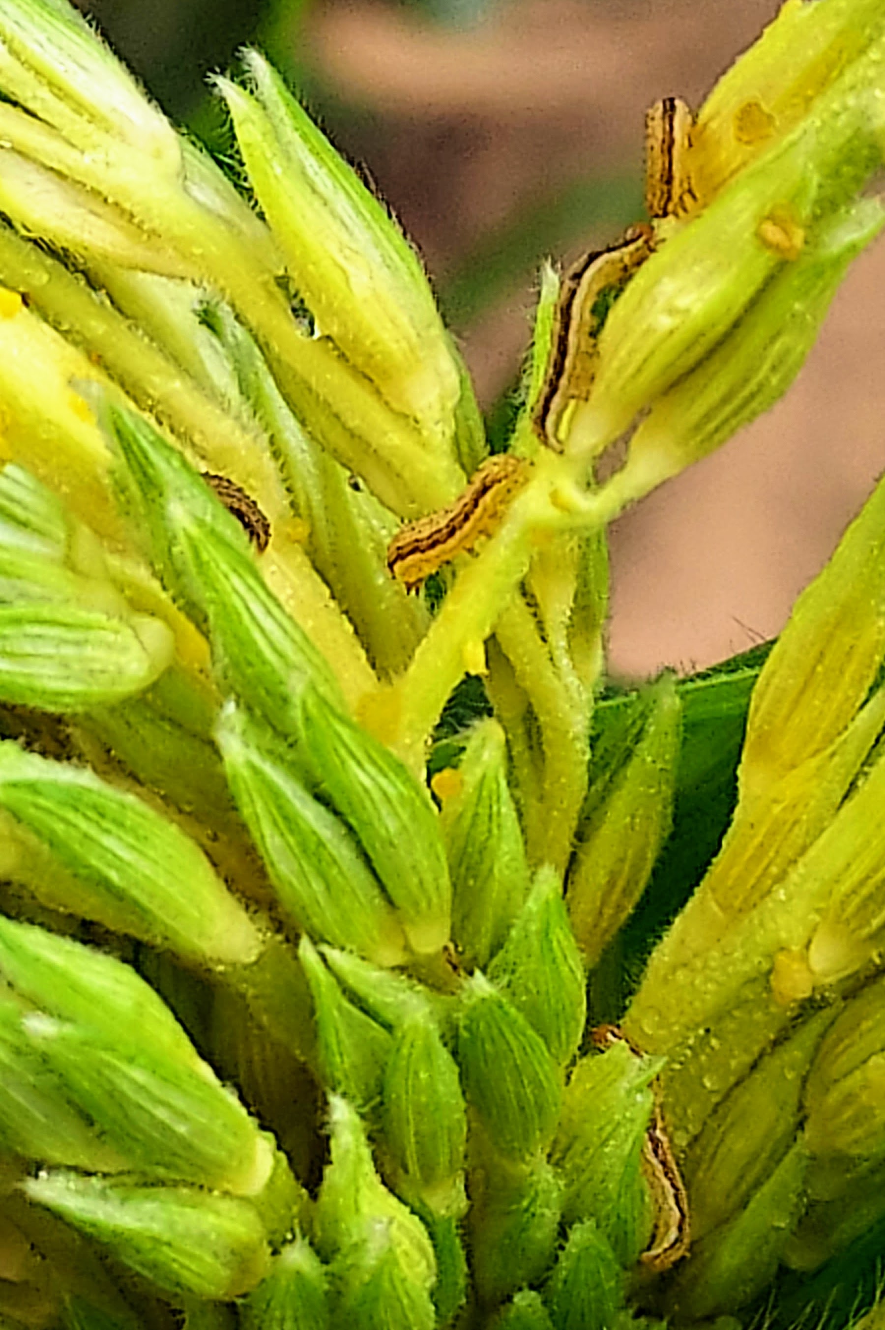 Western bean cutworm